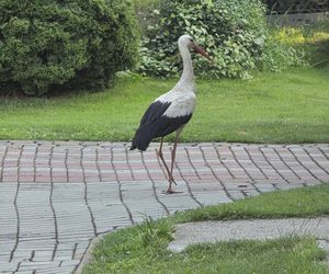 Kajtek bocian podwórkowy