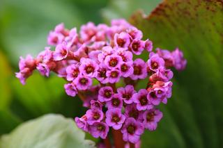 BERGENIA