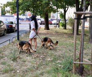 Warszawa. Wilczury dusiły się w aucie! Litwini zamknęli psa w samochodzie i poszli w miasto 