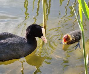 Ptasi Bufet nad bydgoskim Balatonem. Tak mieszkańcy karmią z głową!