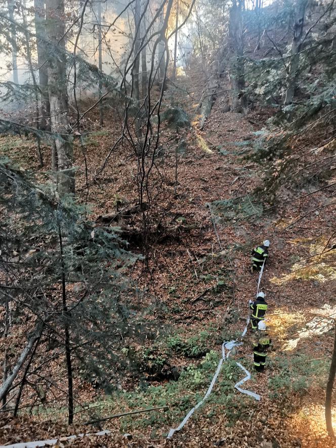 Wyrzucał popiół z kominka, ogniem zajął się hektar lasu w Baligrodzie [Zdjęcia]