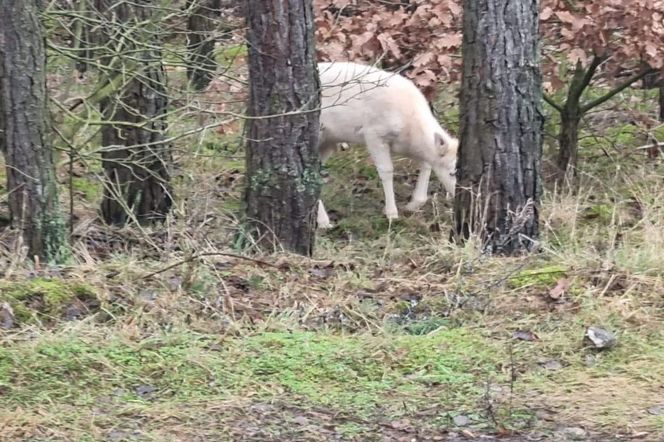 Biała sarna w wielkopolskich lasach