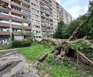  Drzewo runęło na blok! Roztrzaskane szyby w oknach, rozryta elewacja i zarwane balkony