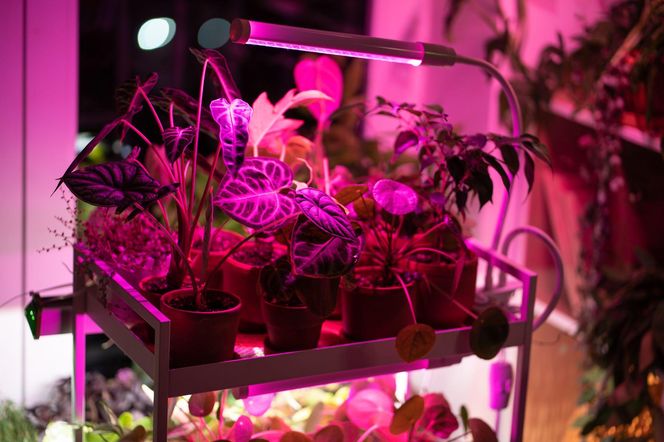 Doświetlanie roslin doniczkowych zimą