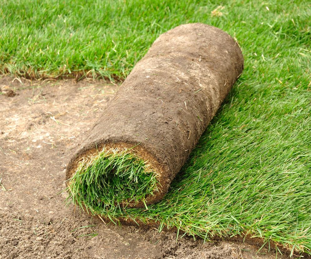 Trawa z rolki 