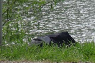 Ludzkie zwłoki w stawie pod Płońskiem. Strażacy wyłowili je z wody, na miejscu jest prokurator