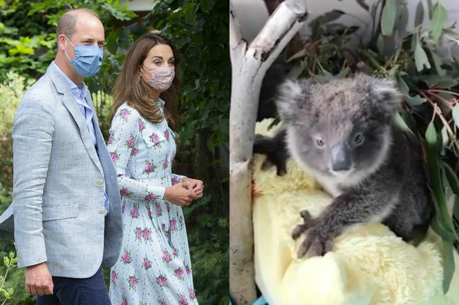 Książę William, Kate Middleton, miś koala