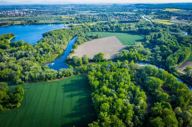 Graniczne Meandry Odry - piękny zakątek przyrody przy granicy z Czechami ZDJĘCIA