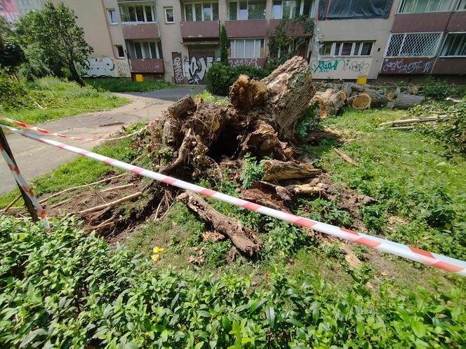 Wielkie drzewo runęło im na blok. „Widziałam, jak na mnie leci!”