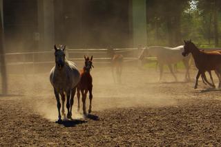 W piątek rozpocznie się 44. Narodowy pokaz koni arabskich w Janowie Podlaskim