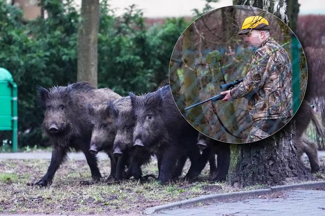 Myśliwi z długą bronią na ramieniu w środku toruńskiego osiedla przepędzali watahę dzików!