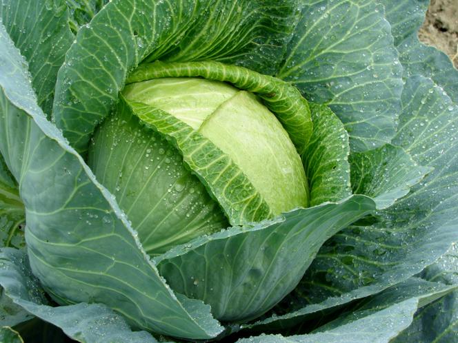 Kapusta głowiasta biała - Brassica oleracea var. capitata f. alba