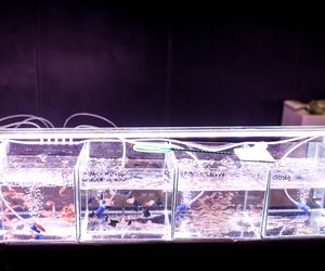 Targi egzotyki w Katowicach