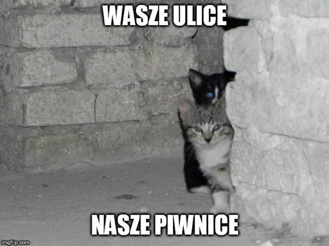Światowy Dzień Kota 2022. Zobacz najśmieszniejsze obrazki i MEMY z kotami! 