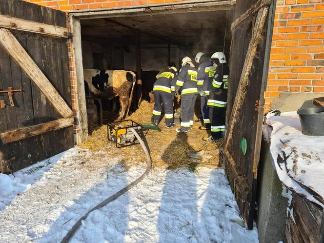Blizanów: Pod bykiem zapadł się beton. Zwierzę wpadło do szamba! [ZDJĘCIA]