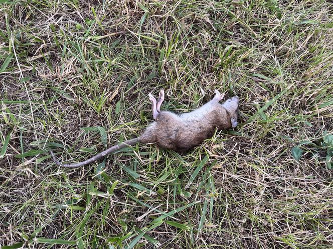 Martwe szczury leżą na trawnikach