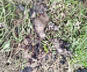 Ślady zbrodni na drodze, spalone ubrania ofiary spod Grójca. Sąsiedzi: Myśleliśmy, że to mafijne porachunki