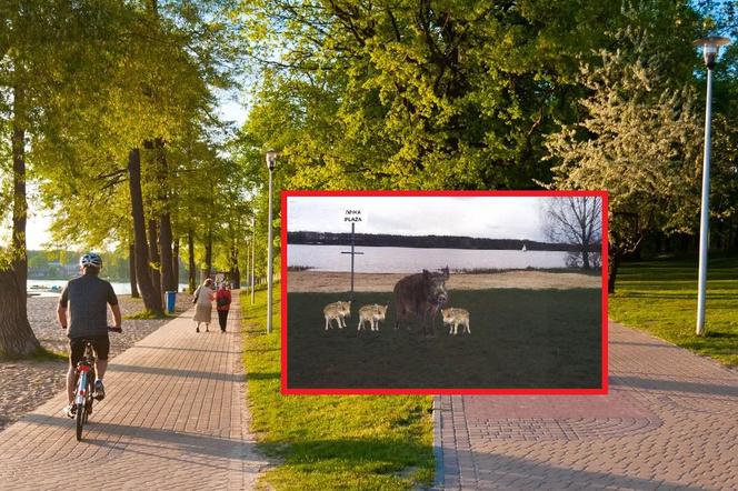 Tyskie radne chcą figur dzików na Paprocanach. Jest nawet wizualizacja!