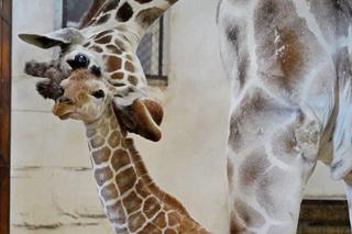 Mała żyrafa w zoo we Wrocławiu. Zobacz, jak poradziła sobie na swojej pierwszej sesji. Prawdziwy słodziak! 