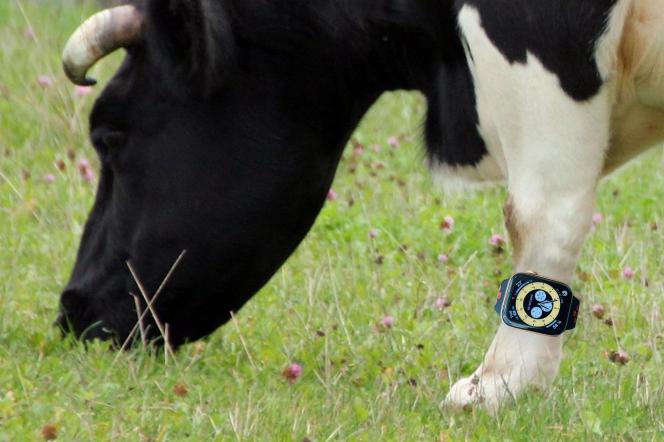 Krowy dostaną smartwatche? Nowy pomysł naukowców na rolnictwo