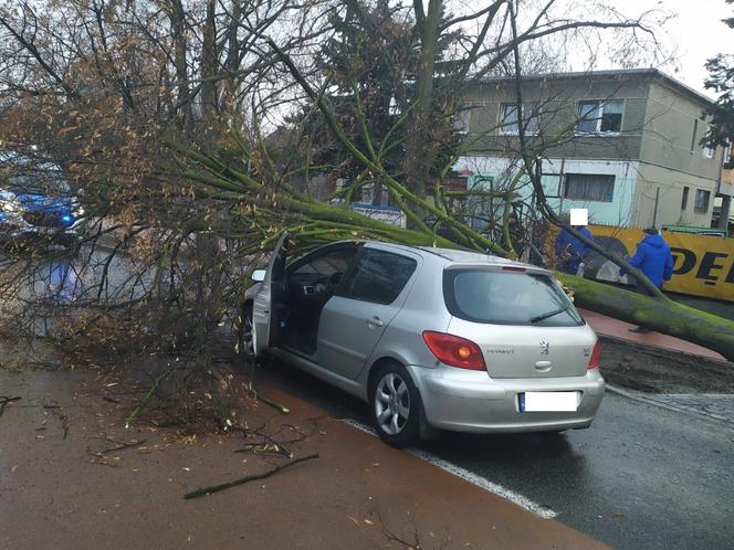 W Lesznie wiatr powalił drzewo na samochód [FOTO] Leszno