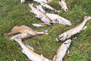 Śnięte ryby w Wiśle w Krakowie! Przyrodnicy alarmują [ZDJĘCIA]