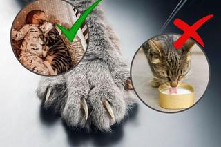 Fakty i mity o kotach. Tego mogłeś nie wiedzieć!