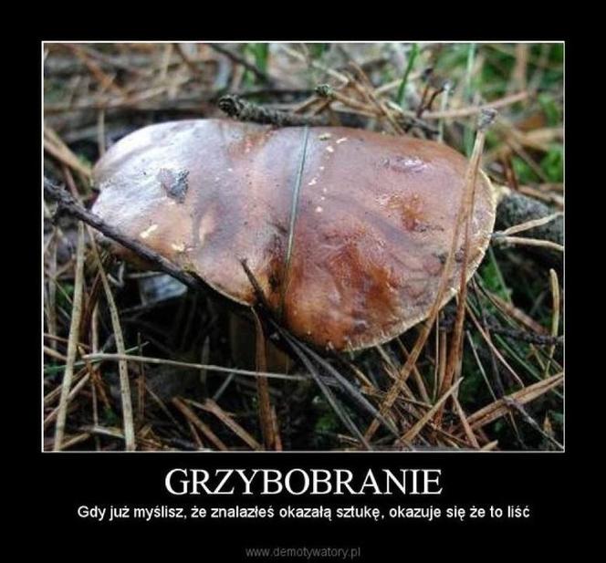 Trwa sezon na grzyby! Oto najlepsze memy o grzybiarzach!