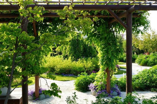 Pergola w ogrodzie