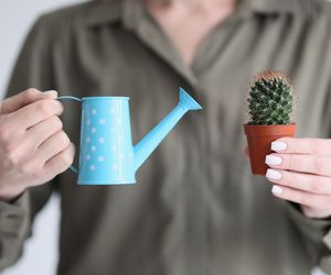Poznaj wskazówki dotyczące podlewania kaktusów