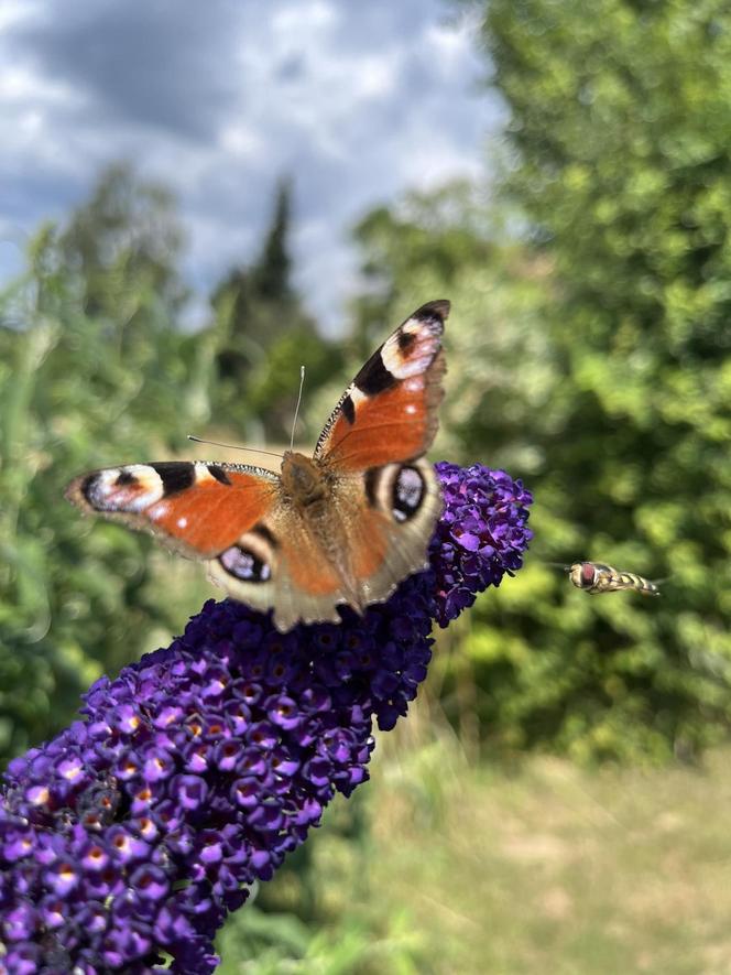 Budleja Dawida (Buddleja davidii) 