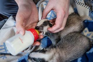 Weterynarz zwrócił borsukom wolność