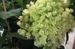 Hortensja drzewiasta 'Hayes Starburst' 