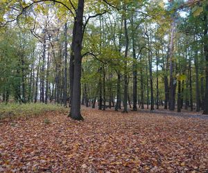 Park Lubomirskich w Białymstoku jesienią 