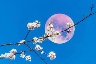 Różowy Księżyc w kwietniu 2024. Na niebie zobaczymy magiczne zjawisko