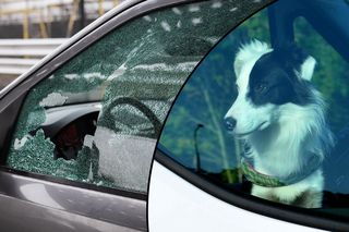 Pies ugotował się w nagrzanym aucie! Tragedia na terenie znanego przedsiębiorstwa
