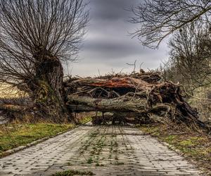 Małopolska. 92 interwencje strażaków z powodu silnego wiatru