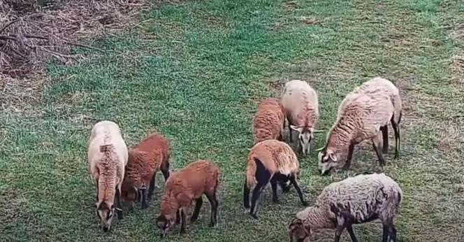 Alarm na granicy polsko-ukraińskiej. Przekroczyło ją... stado owiec