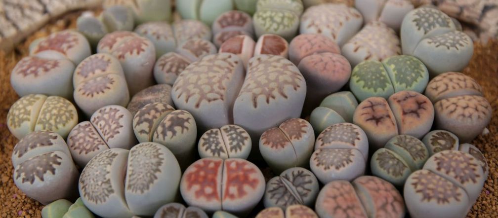 Lithops