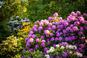 Kiedy i czym nawozić rododendrony? Sprawdzone nawozy do rododendronów