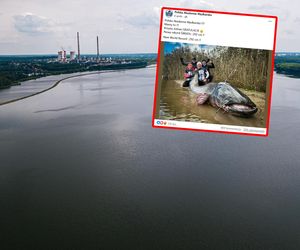 To marzenie każdego wędkarza. Sum gigant złowiony w Rybniku! Padł rekord świata