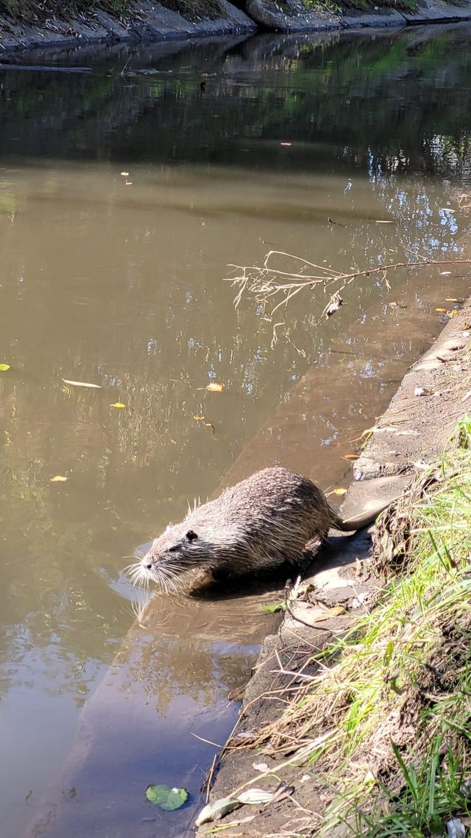 Nutrie w Rybniku są już odławiane