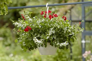 Kompozycje z pelargoniami