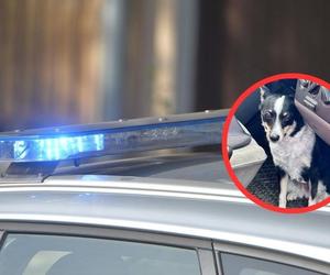 Policjanci ratowali psa uwięzionego w samochodzie