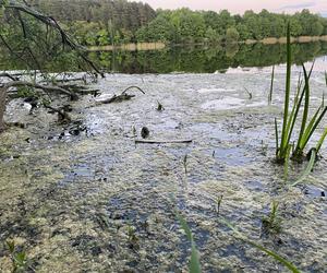 Moczarka nad jeziorem Długim - 2024