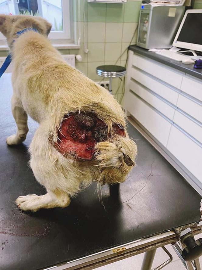 Pies z otwartą raną w lecznicy ADA w Przemyślu
