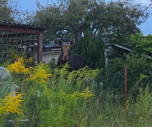 Nietypowy gość wystraszył działkowiczów! Musiała przyjechać policja