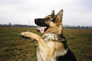 Sosnowiec: Psi detektyw złapał pijanego kierowcę. 33-latek zostanie wydalony z kraju?