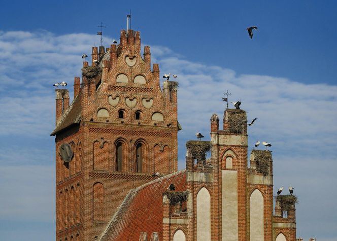 Lwowiec nazywany jest "bocianią wioską". Wyjątkowa wieś w woj. warmińsko-mazurskim