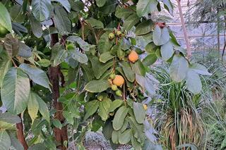 W Bydgoszczy rosną cytryny, banany, pomarańcze i palmy. I to w środku zimy!